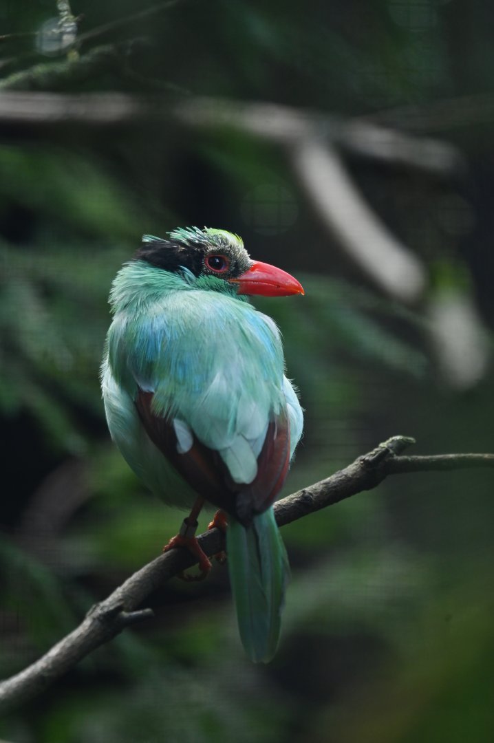 Javan green magpie Cissa thalassina