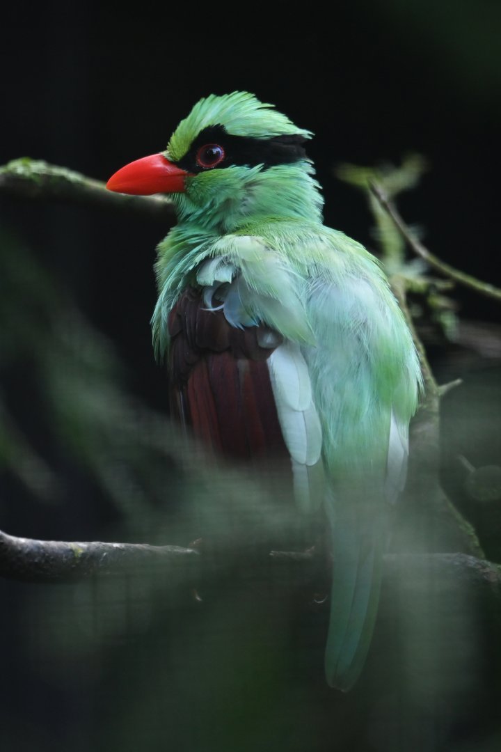 Javan green magpie Cissa thalassina