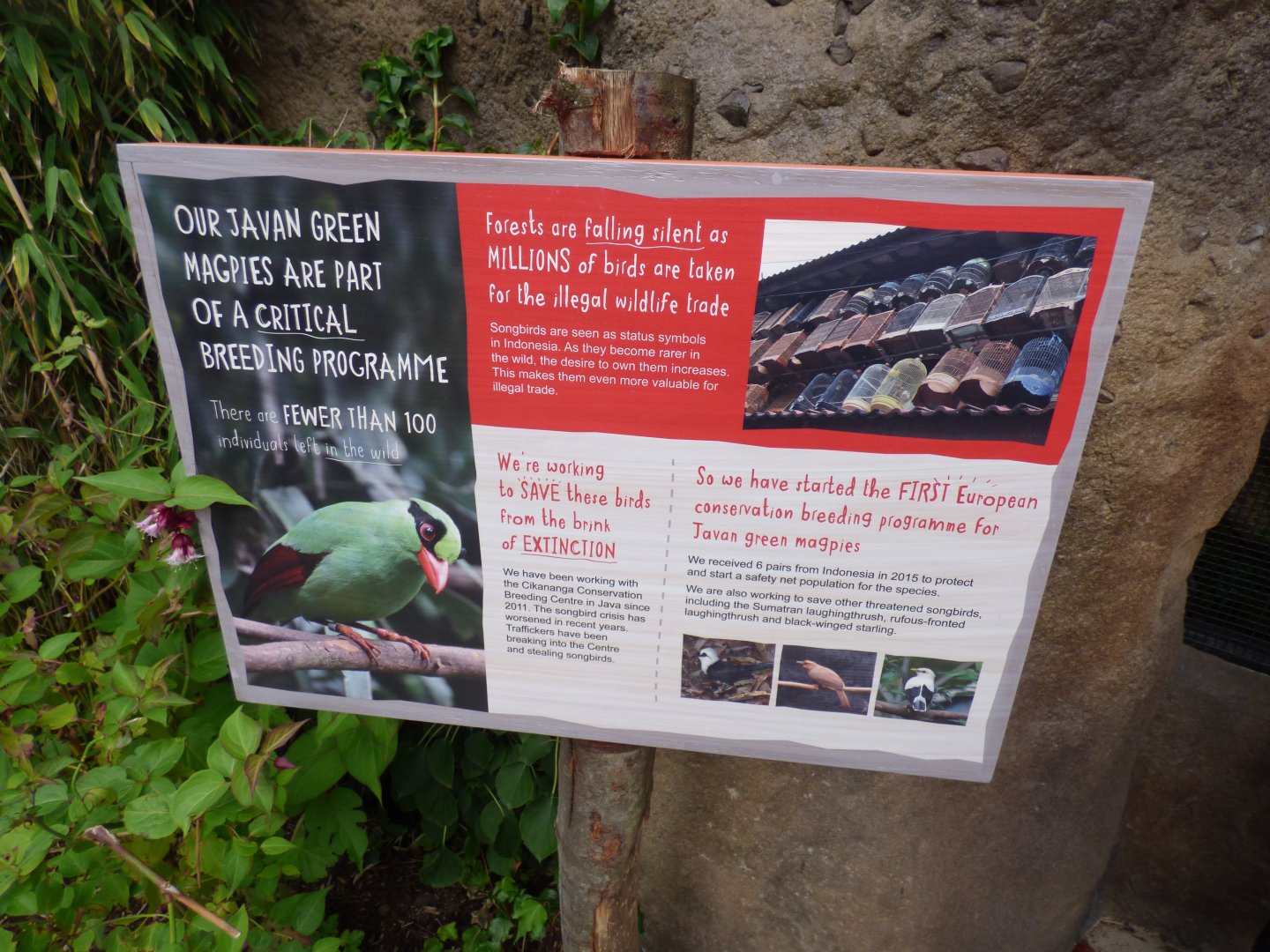 Javan Green Magpie Conservation Signage