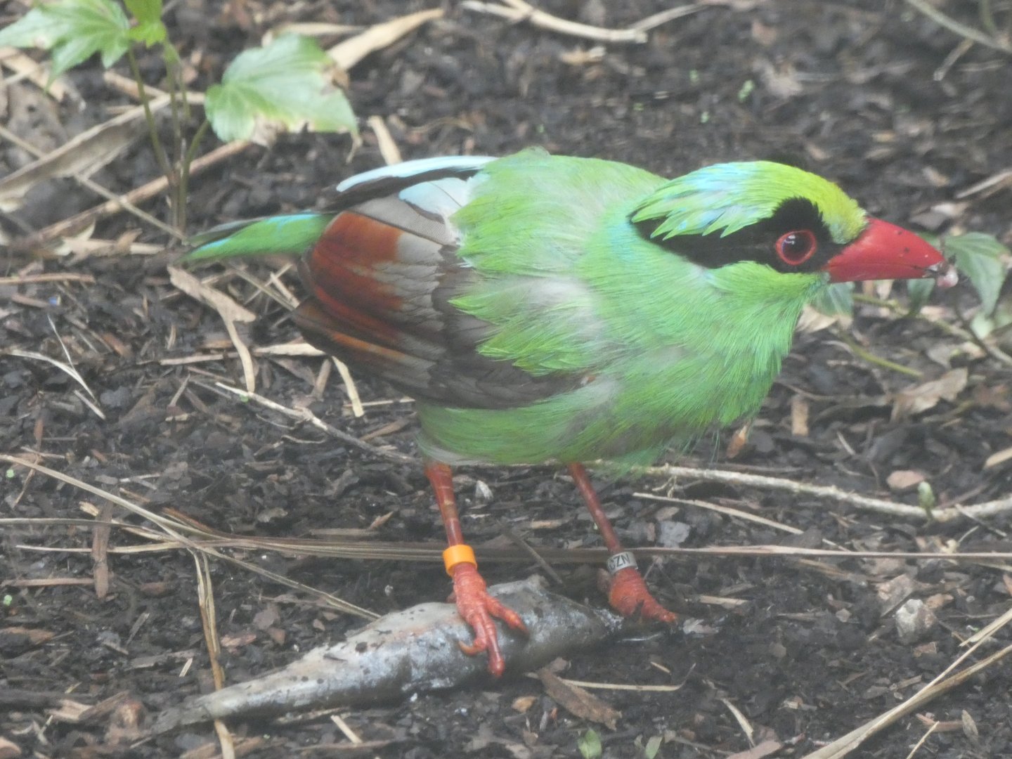 Javan Green Magpie eating a fish