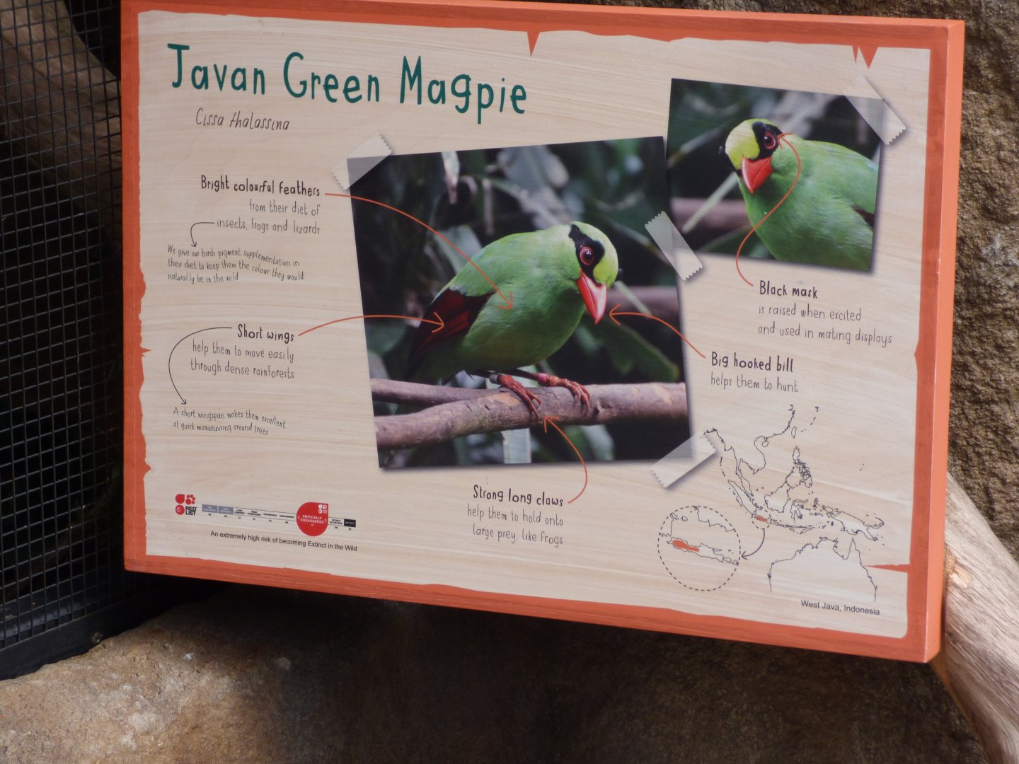 Javan Green Magpie Signage