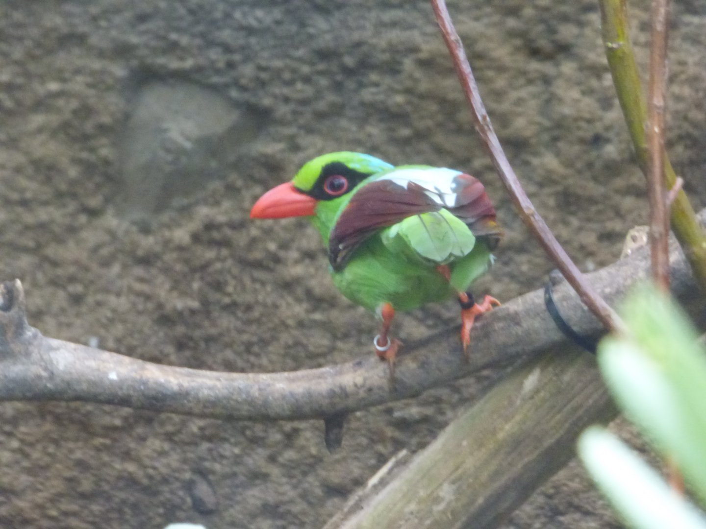 Javan Green Magpie