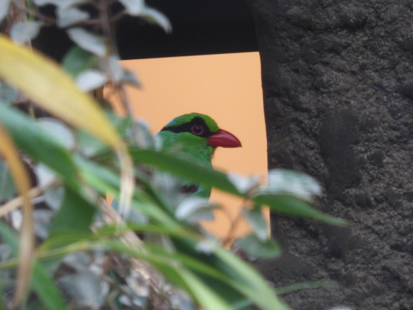 Javan Green Magpie