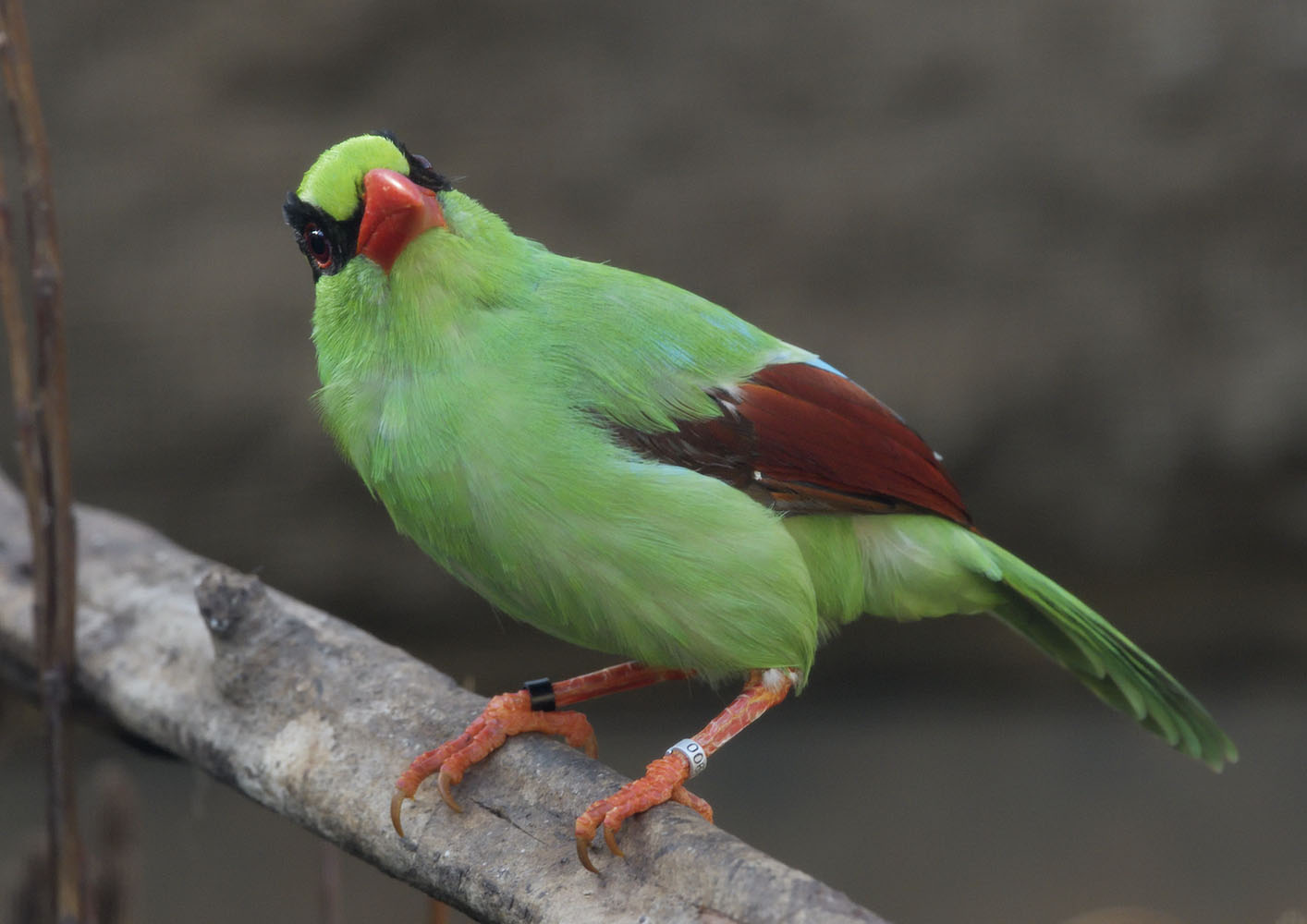 Javan green magpie