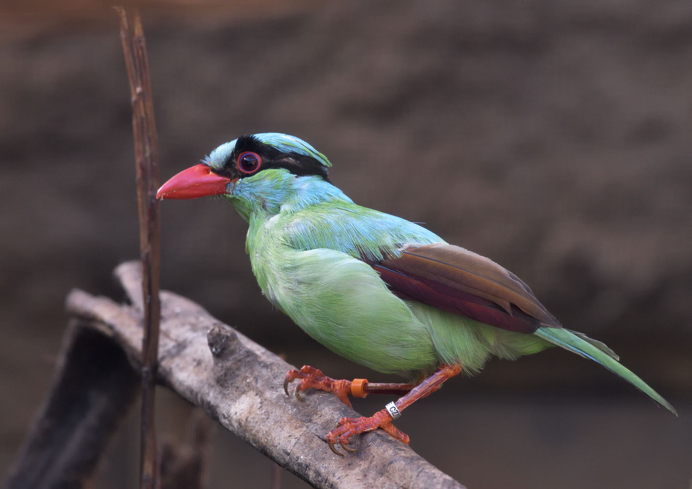 Javan green magpie