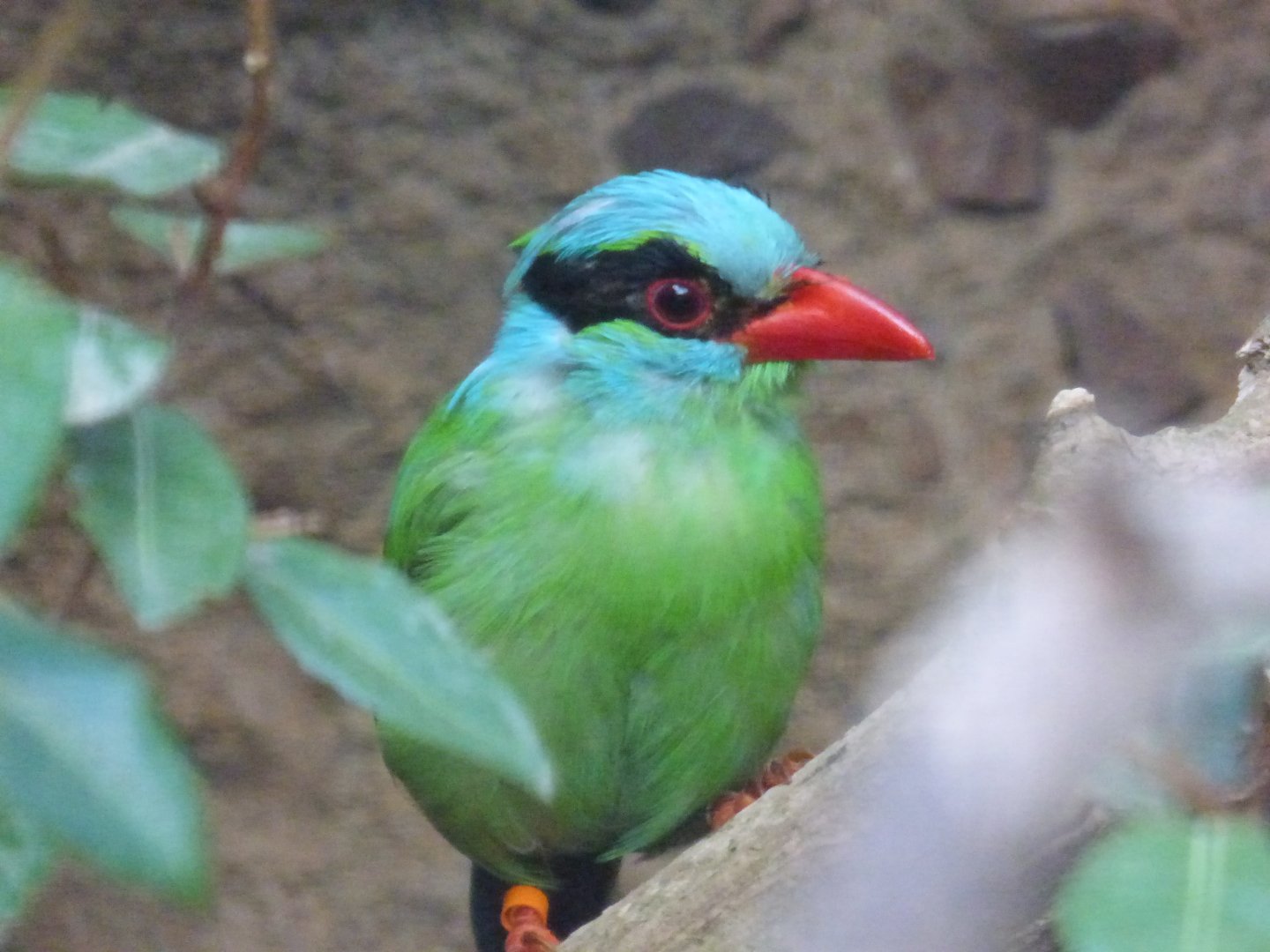 Javan Green Magpie