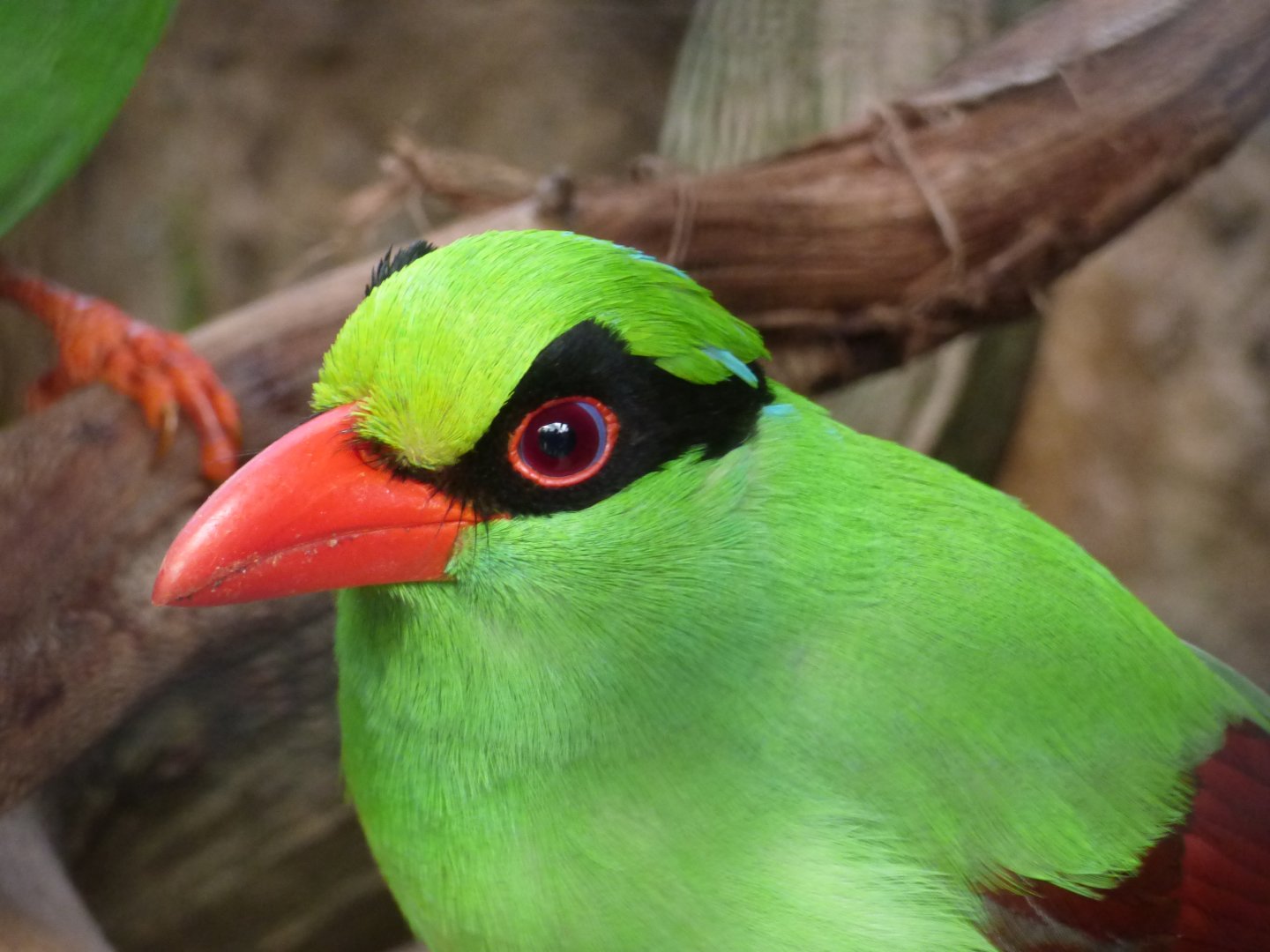 Javan Green Magpie