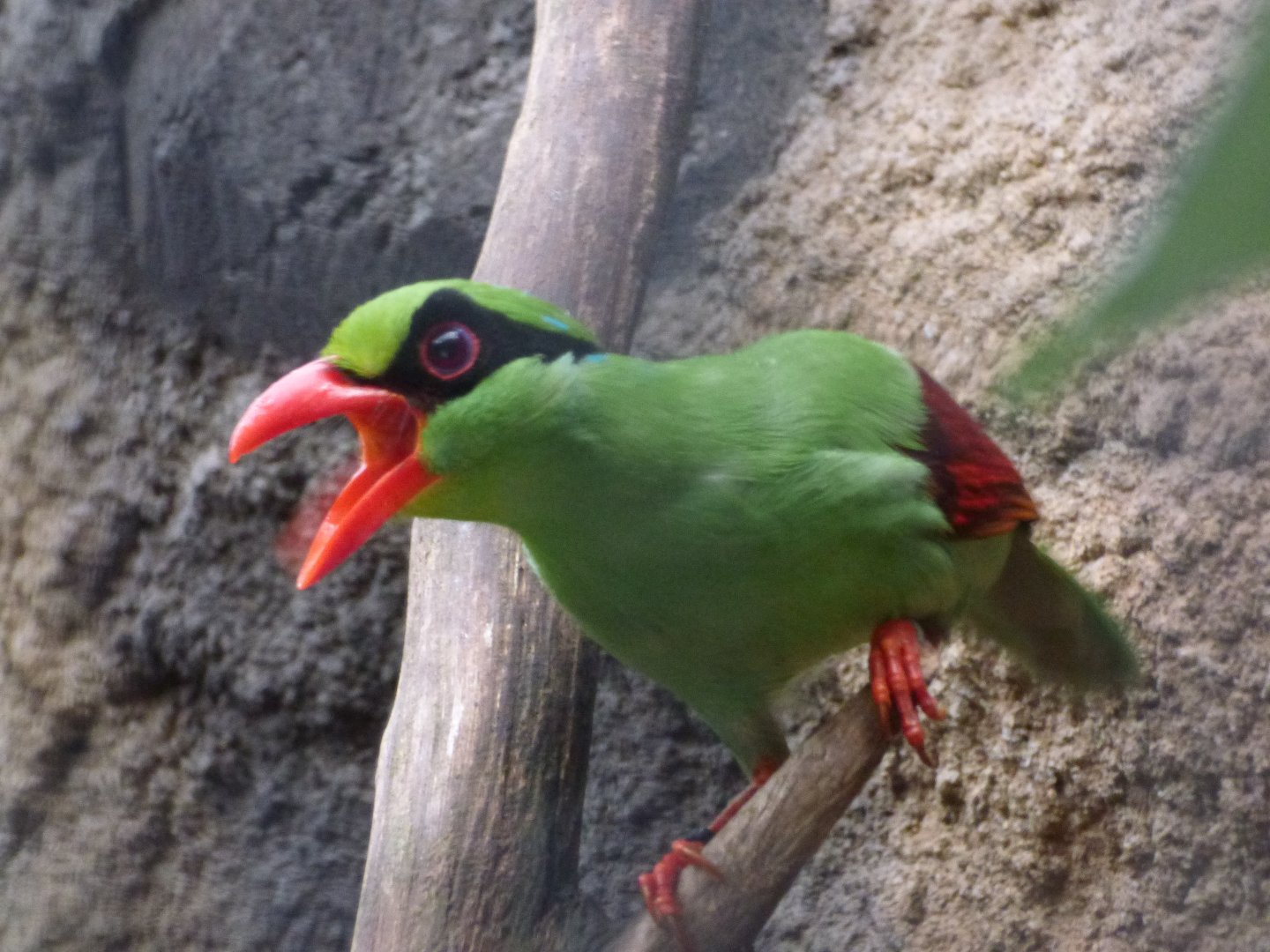 Javan Green Magpie