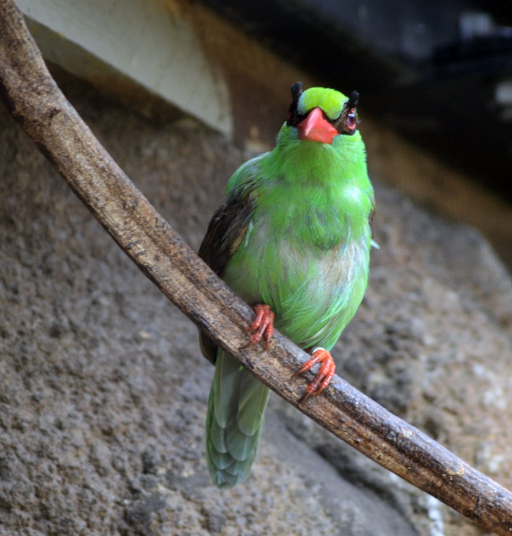 Javan Green Magpie