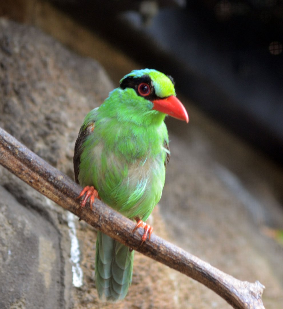Javan Green Magpie