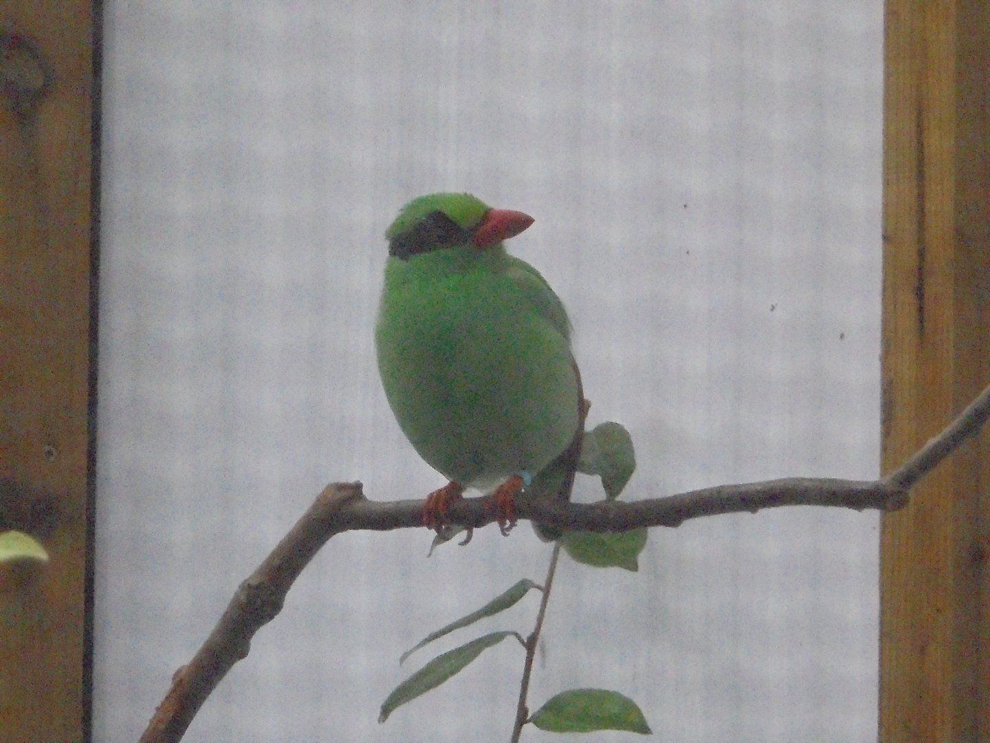 Javan Green Magpie.