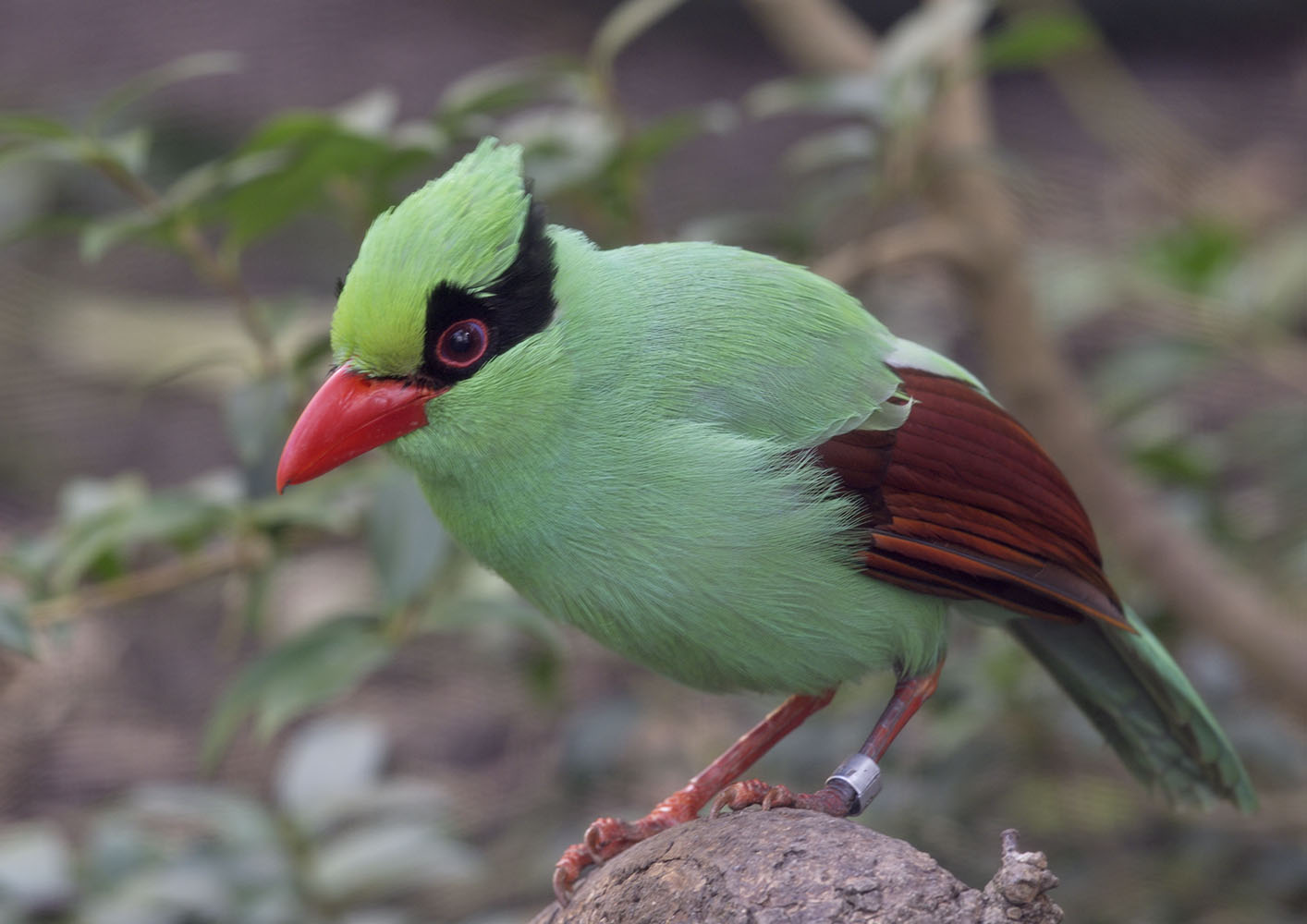 Javan green magpie