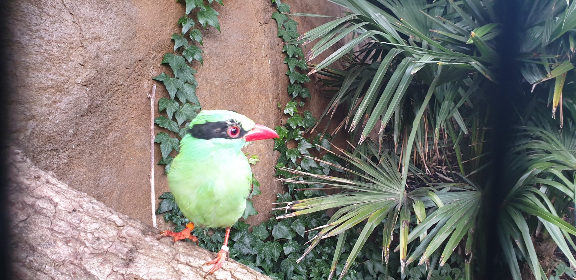 Javan Green Magpie