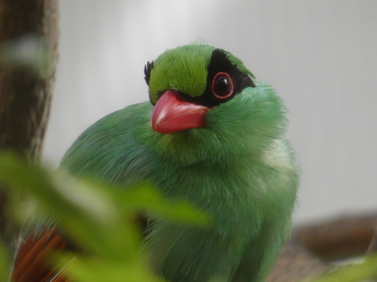 Javan Green Magpie
