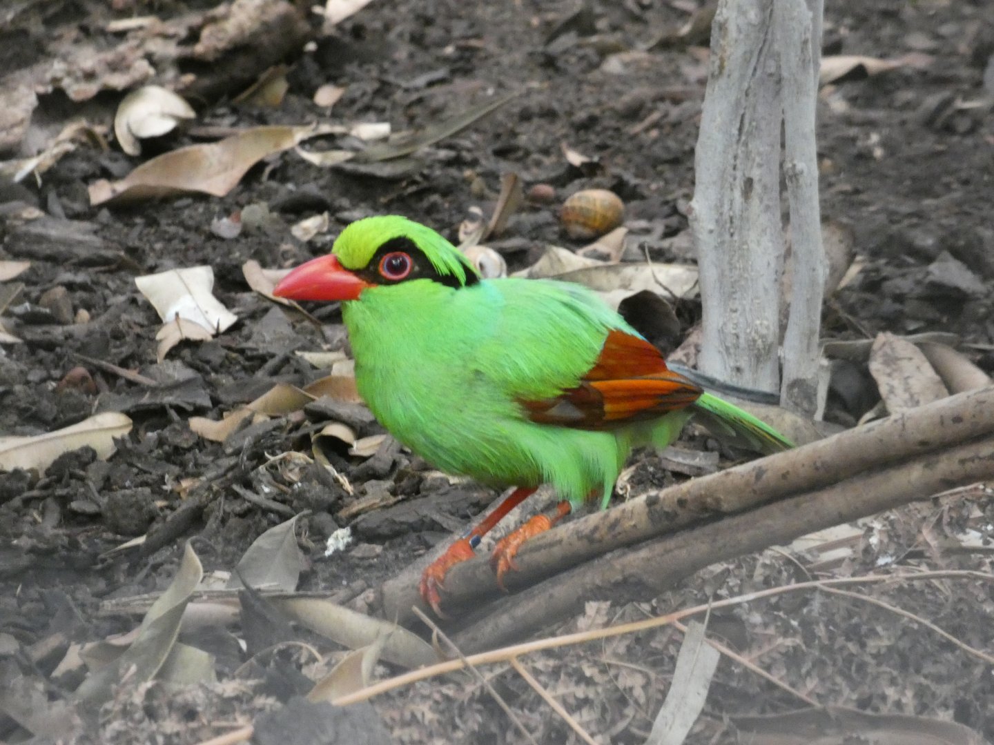 Javan green magpie