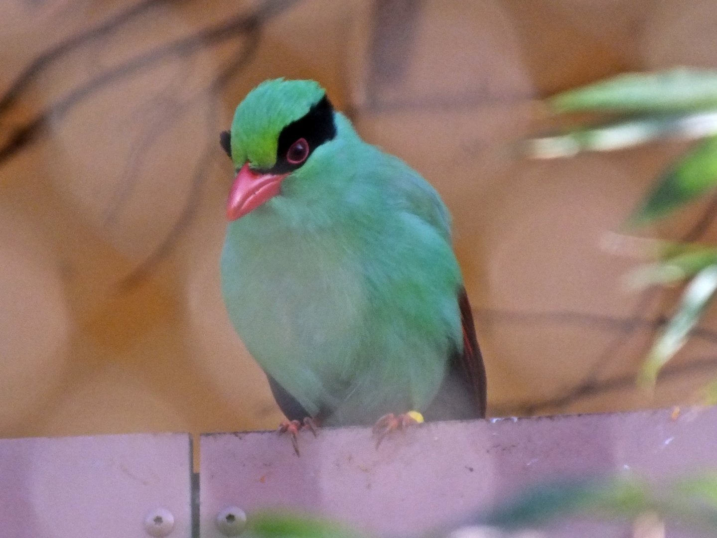 Javan green magpie