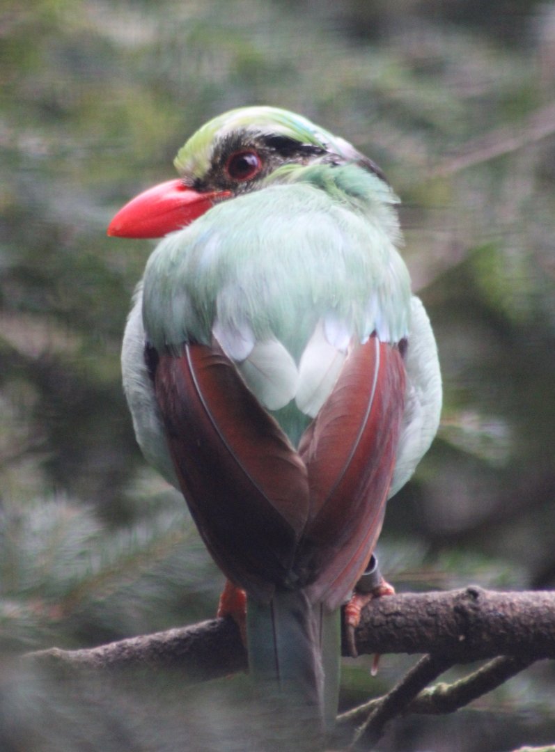 Javan green magpie