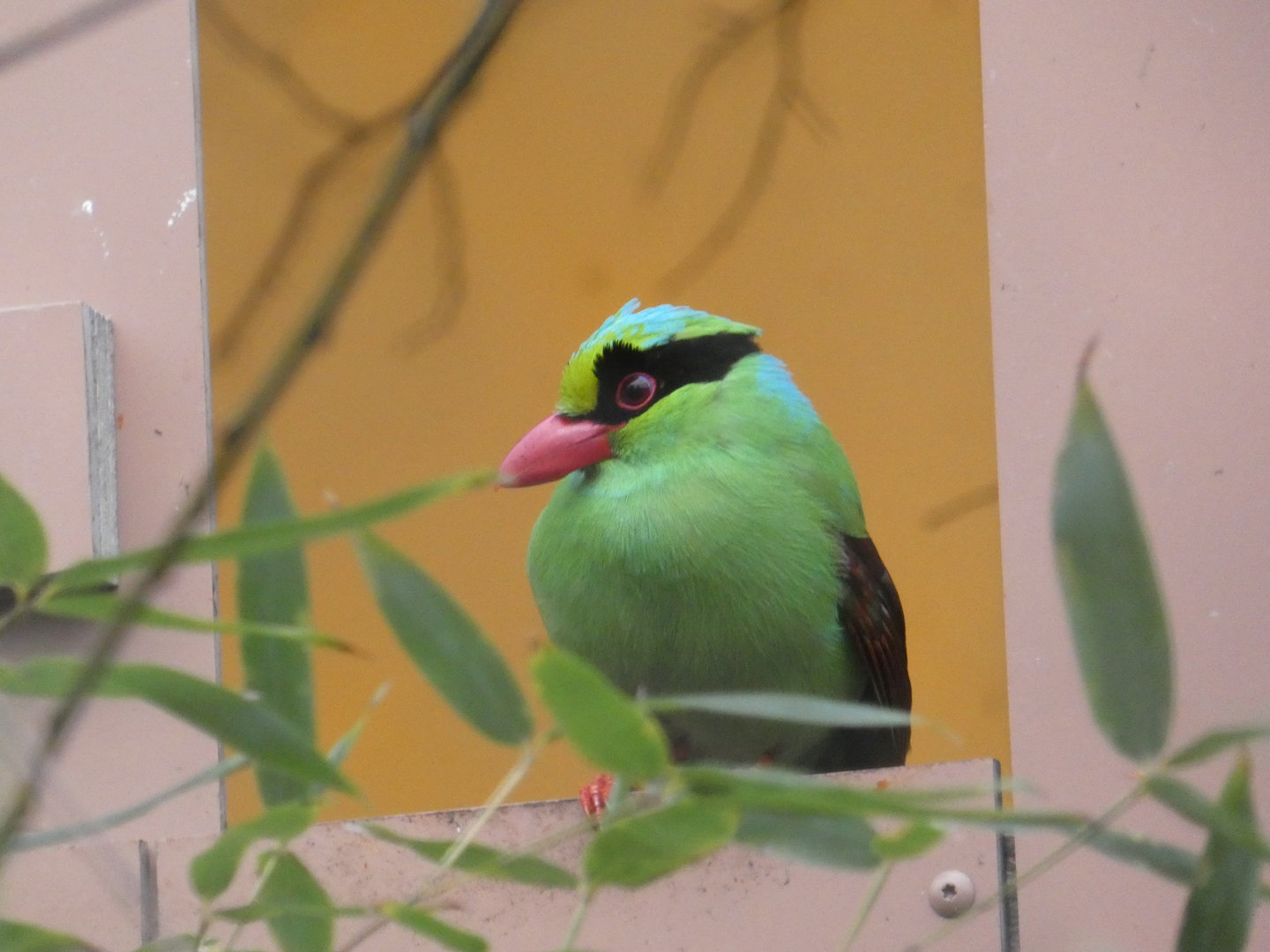 Javan green magpie
