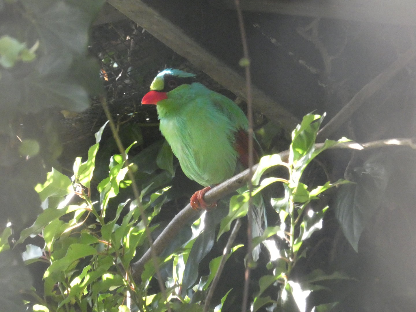 Javan green magpie