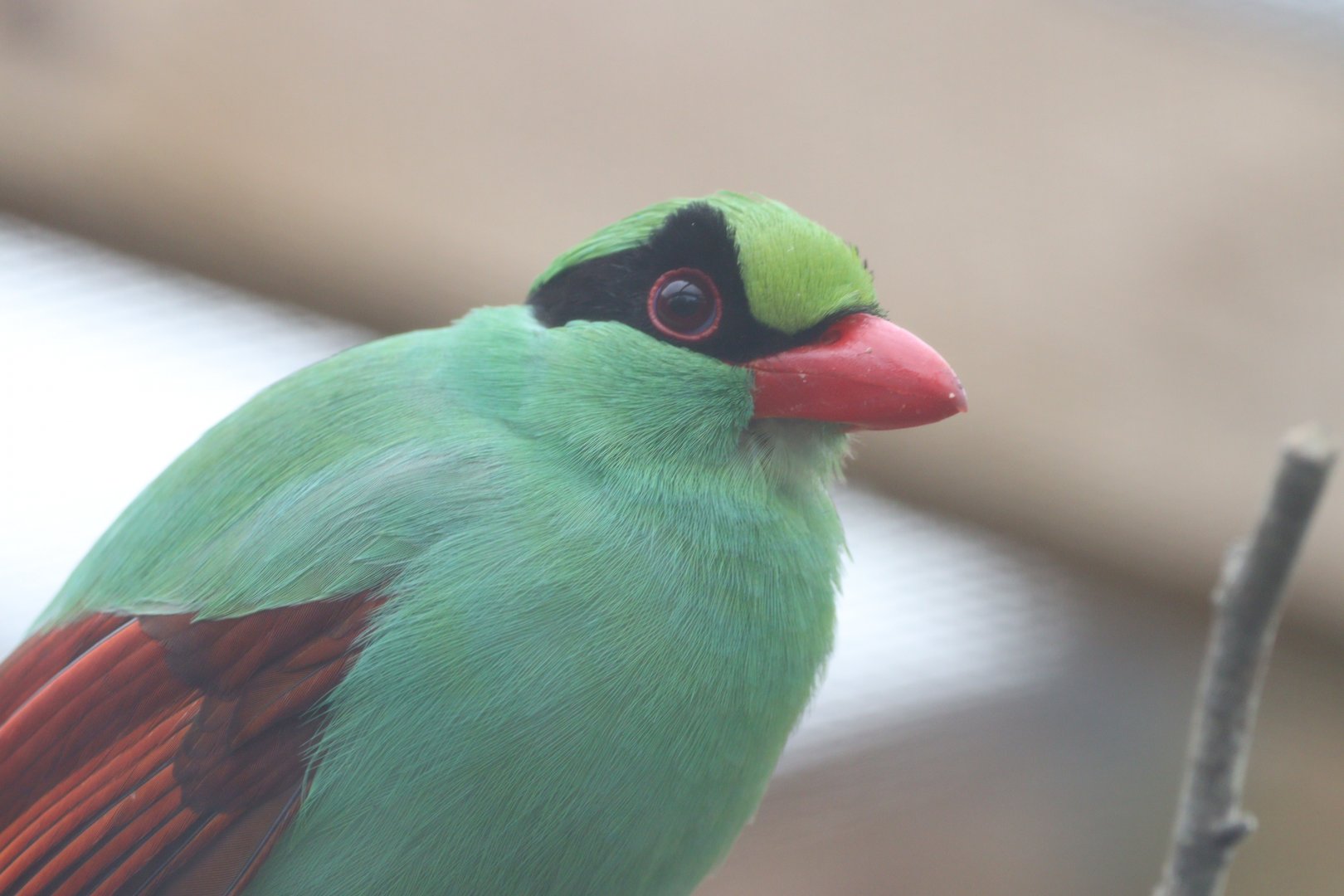 Javan Green Magpie