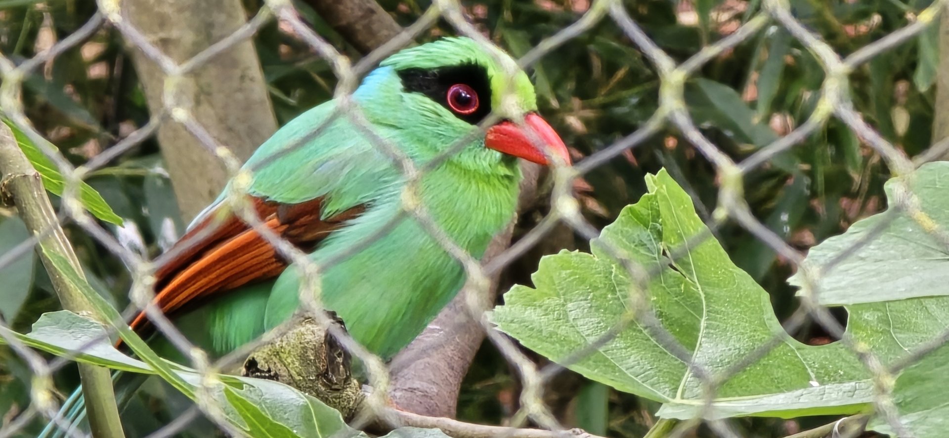 Javan green magpie