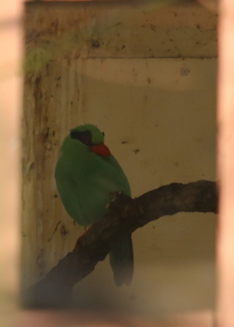 Javan Green Magpie