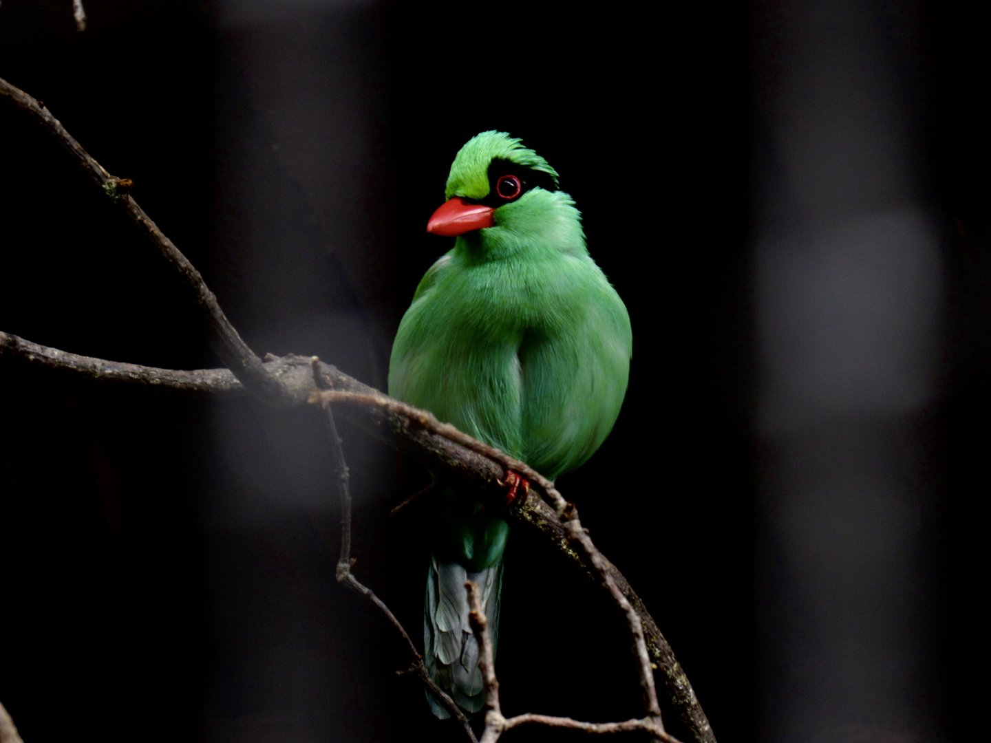 Javan green magpie