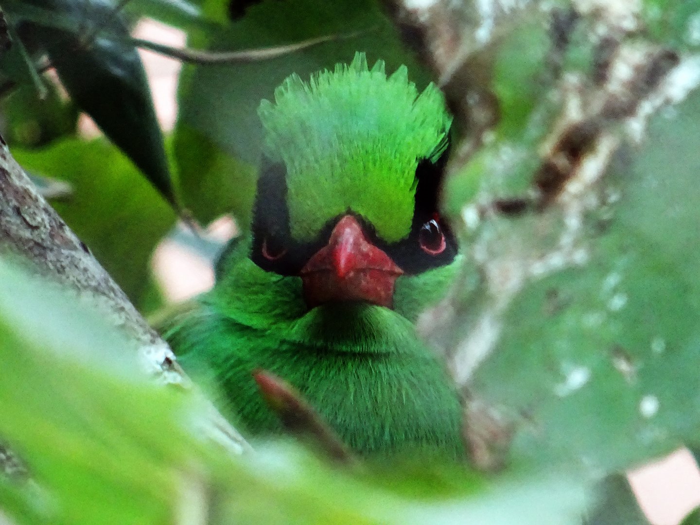 Javan green magpie