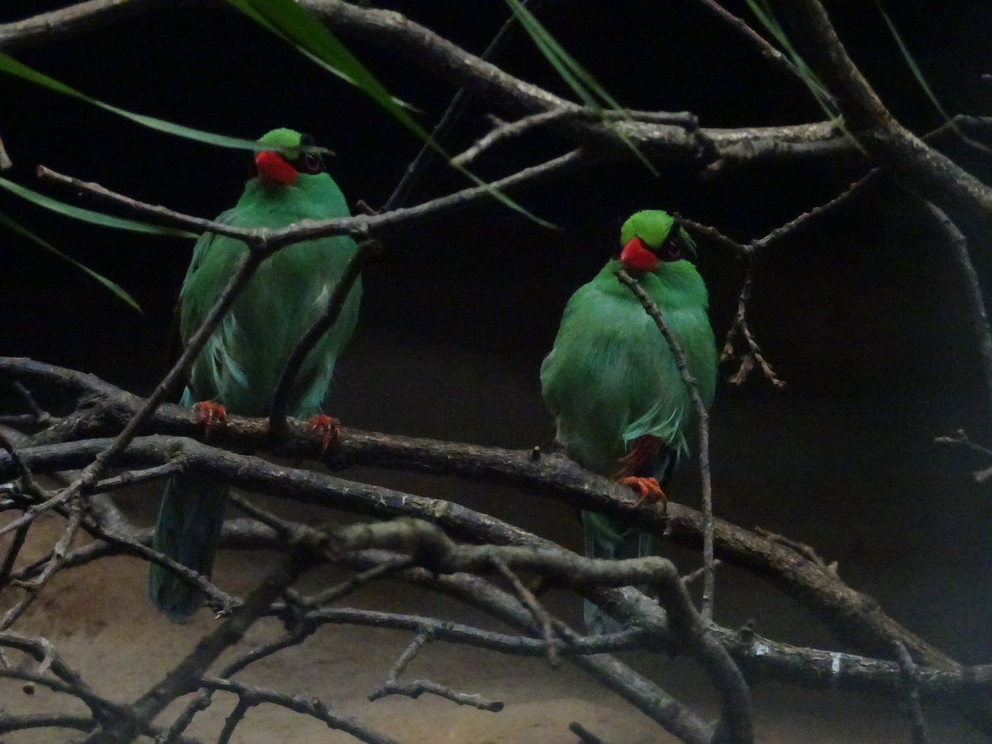 Javan Green Magpies 23 August 2025