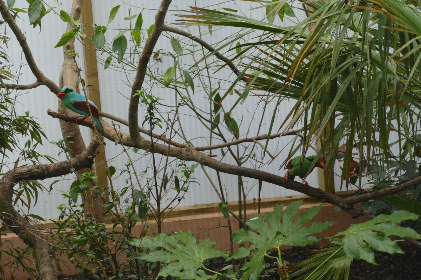 Javan Green Magpies, April 2018