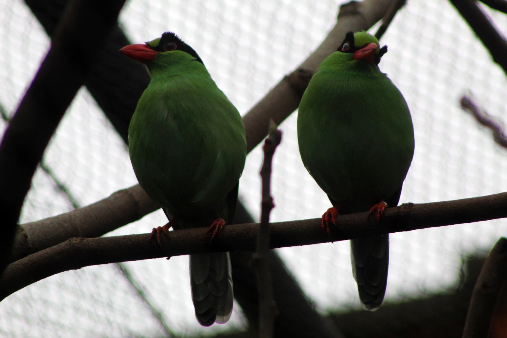 Javan Green Magpies
