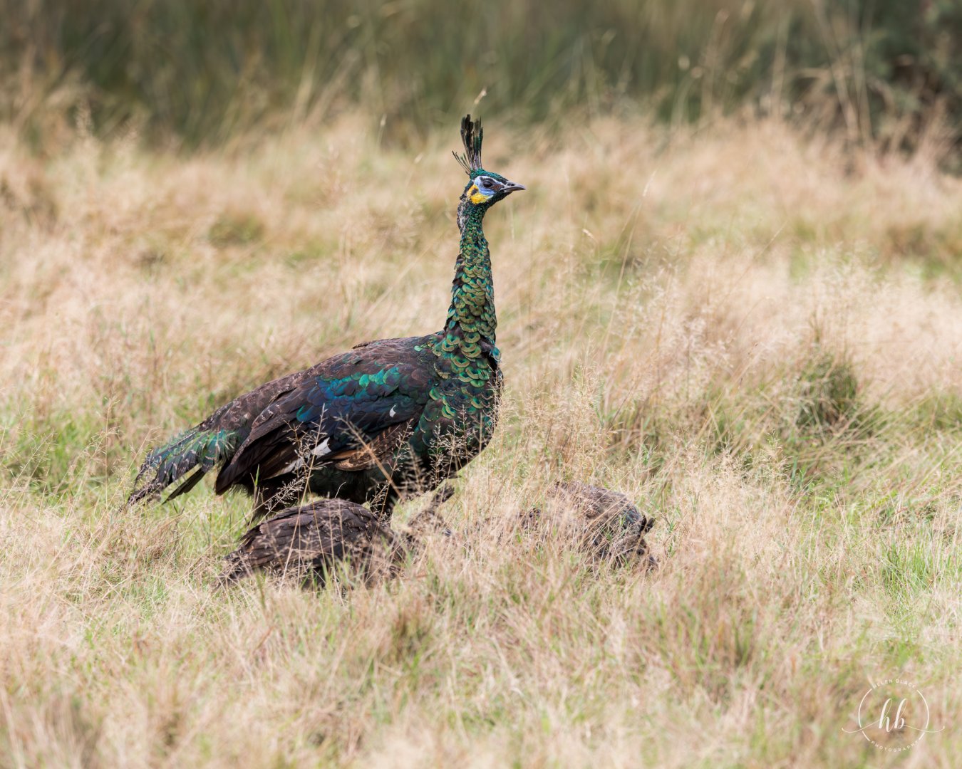 Javan Green Peacock (female with chicks) / Watatunga / 21-10-24