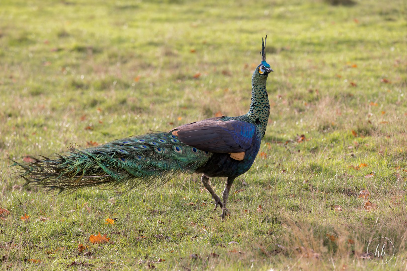 Javan Green Peacock (m) / Watatunga / 20-11-24