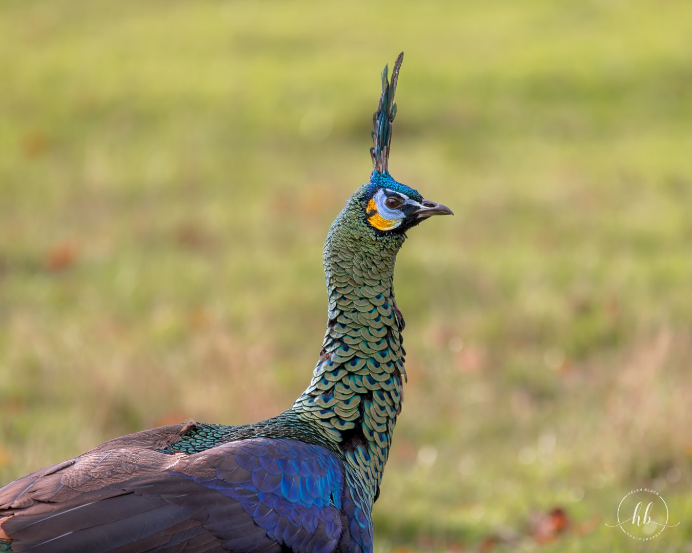 Javan Green Peacock (m) / Watatunga / 20-11-24