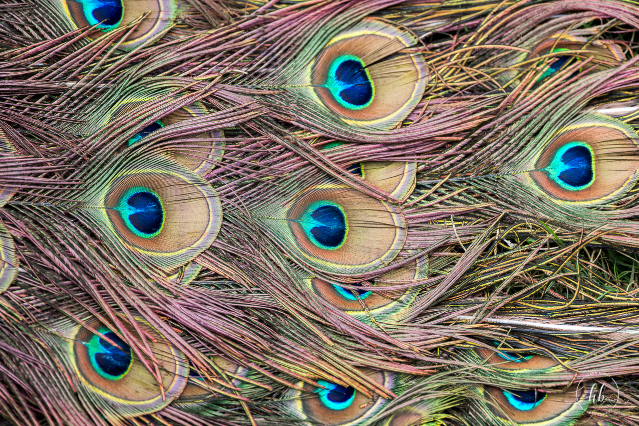 Javan Green Peacock / Thrigby / 11-4-24