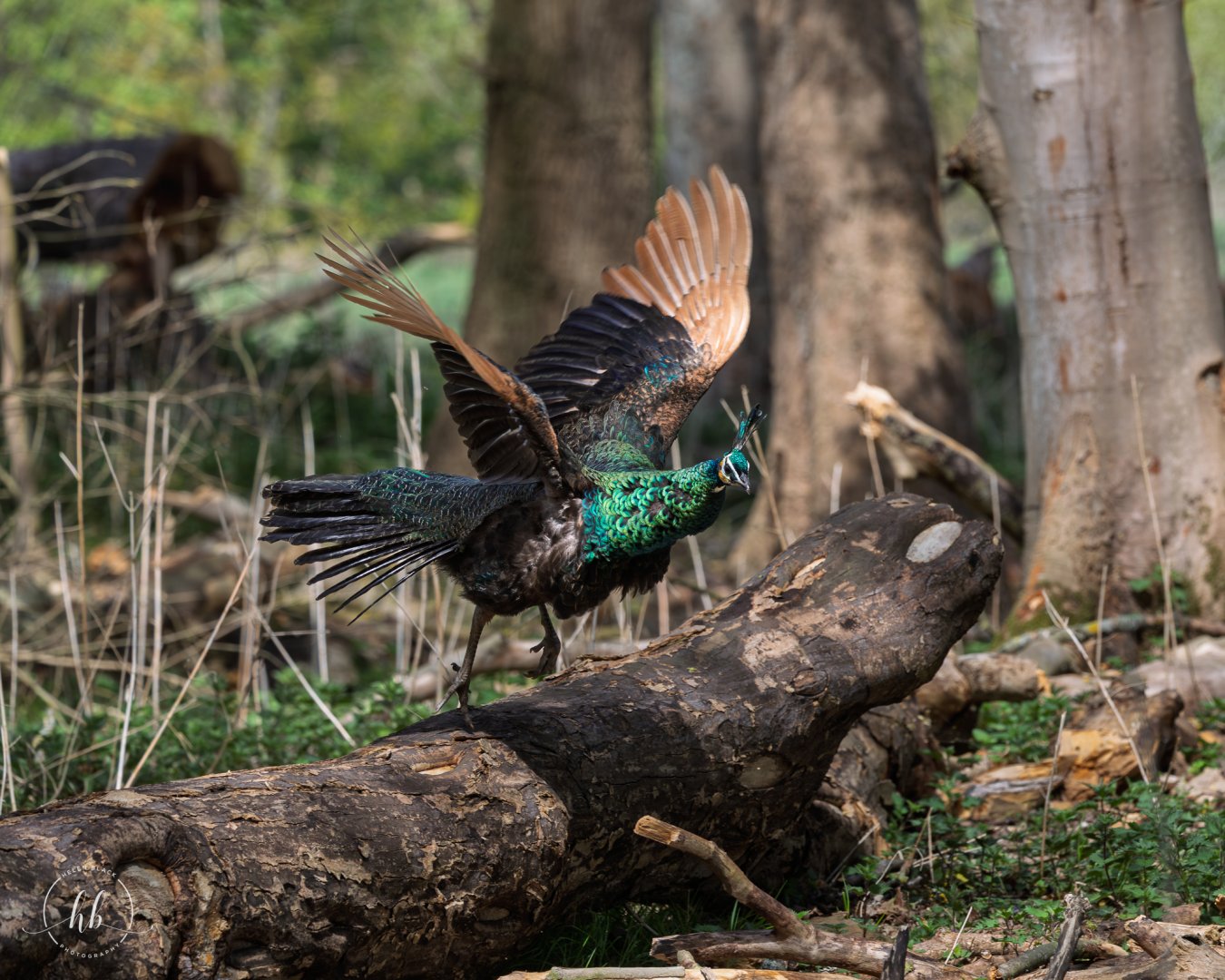 Javan Green Peacock / Watatunga / 16-4-25