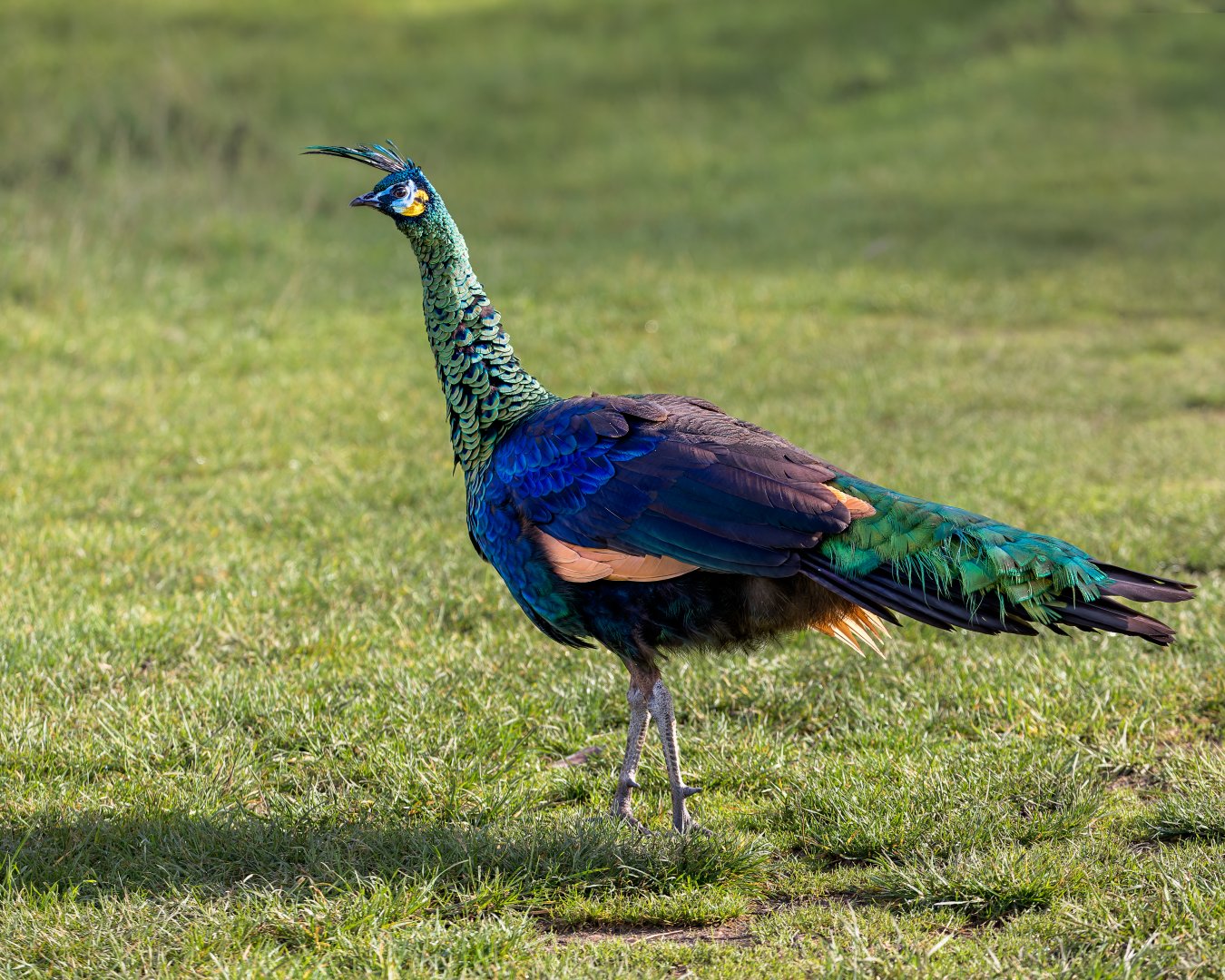 Javan Green Peacock/ Watatunga 31-10-23