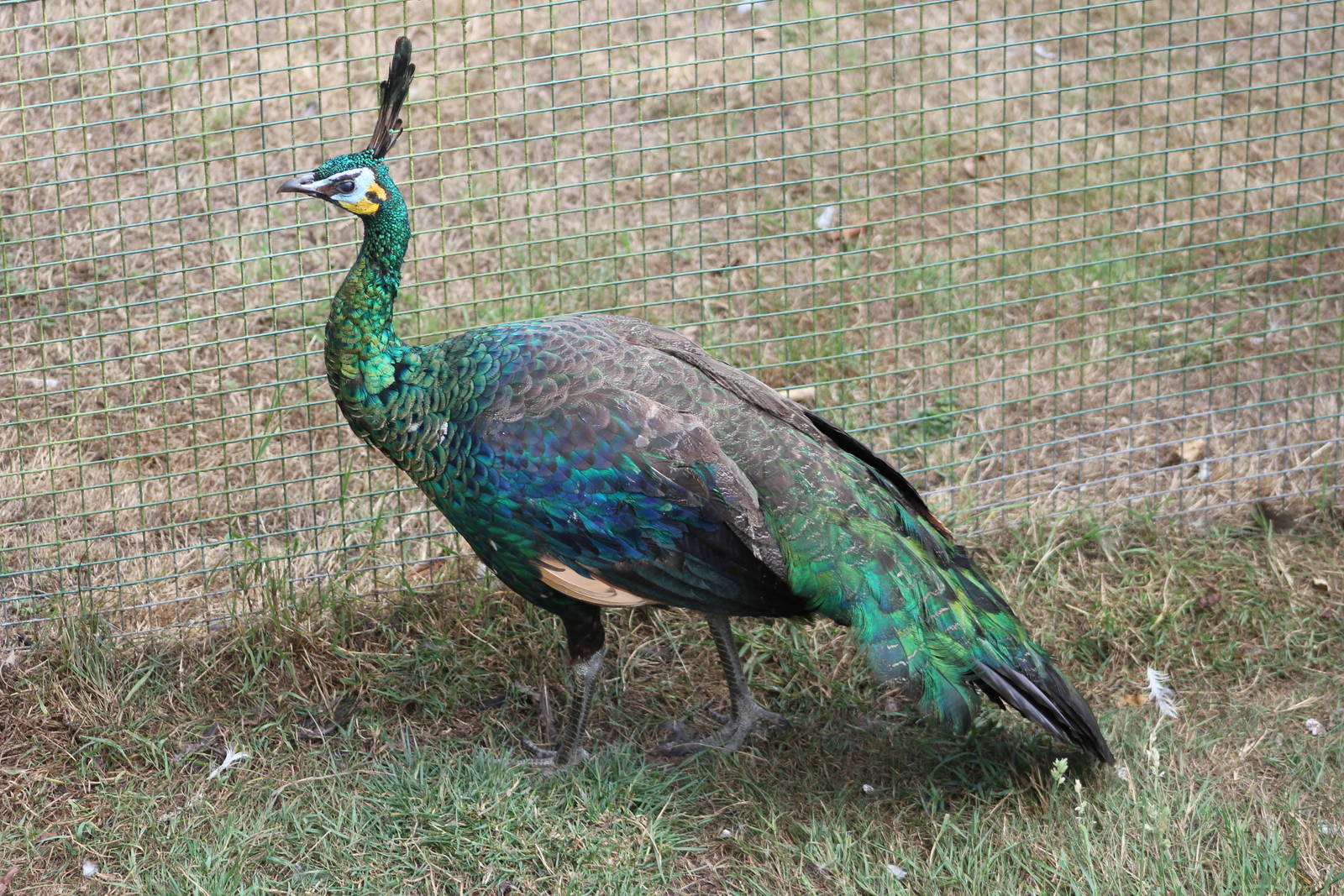 Javan green peacock