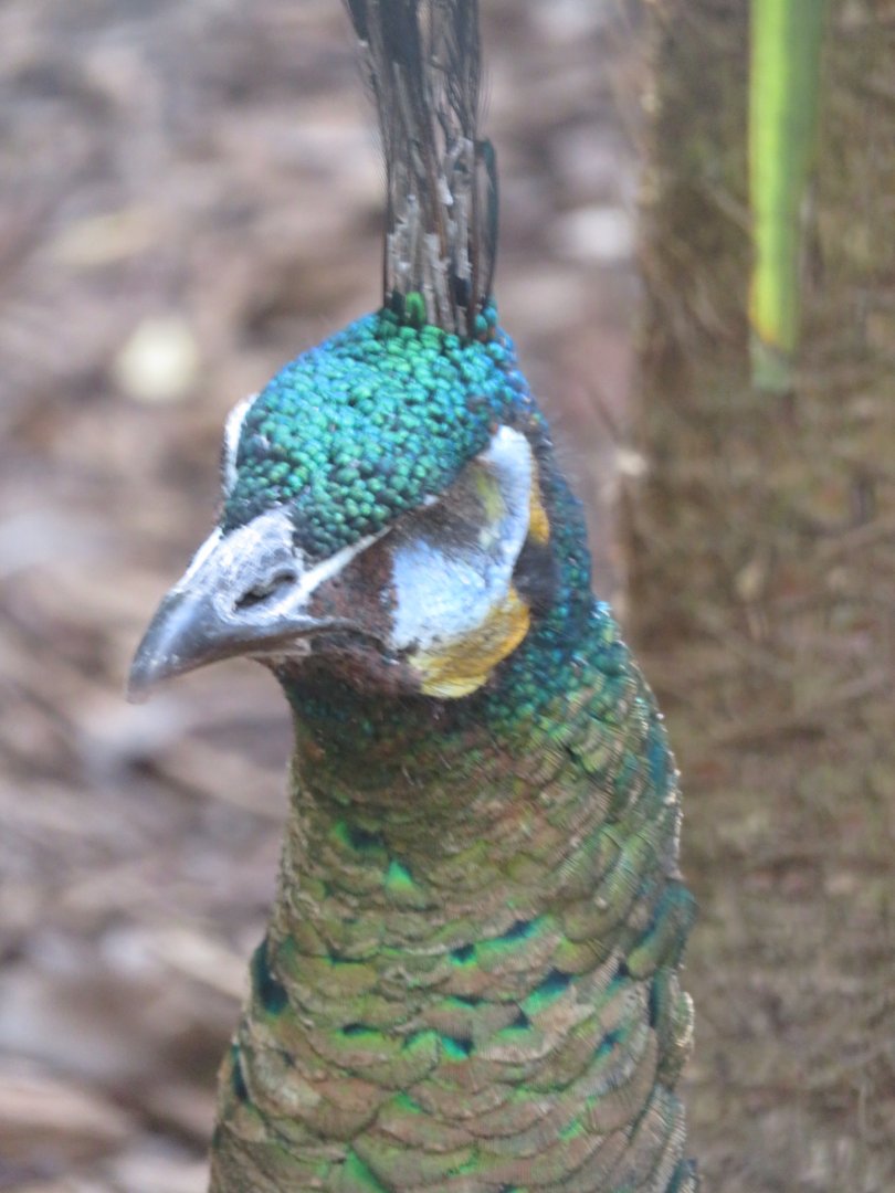 Javan Green peacock