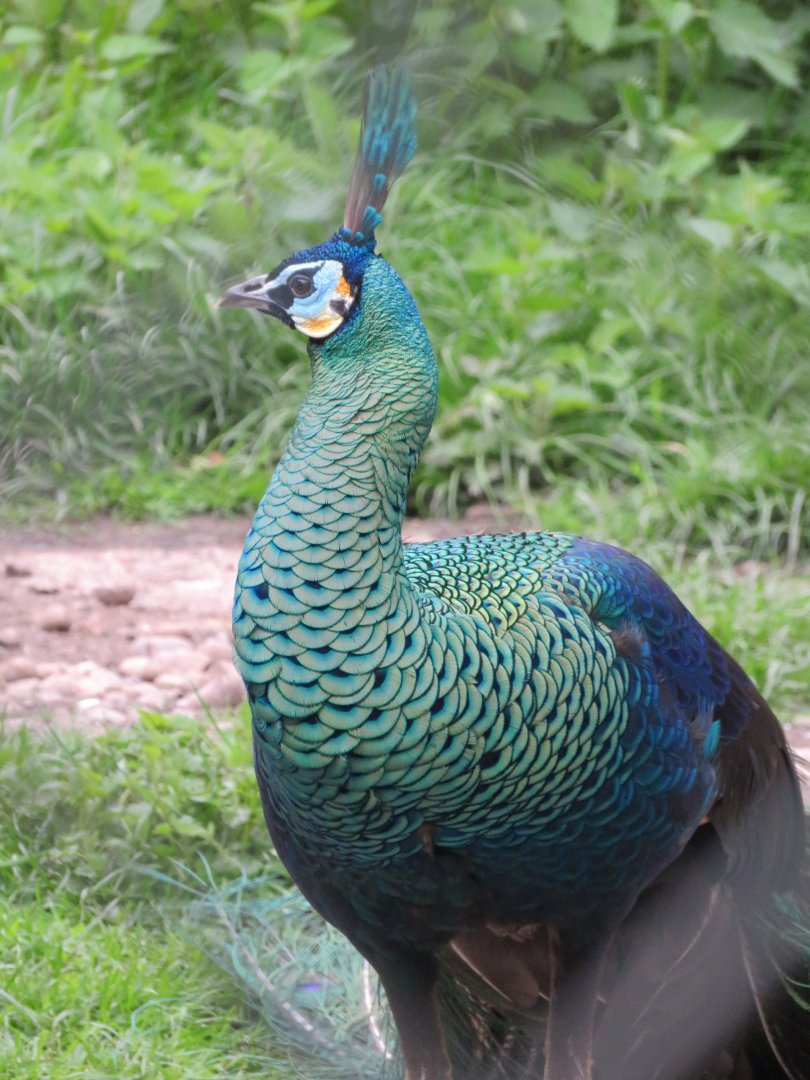 Javan green peacock