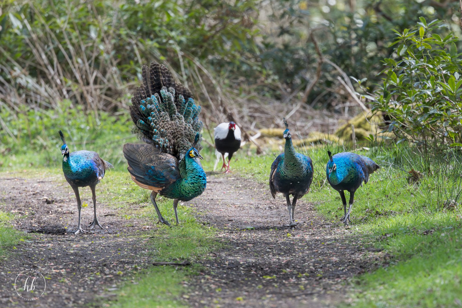 Javan Green Peacocks (juveniles) / Watatunga / 16-4-25