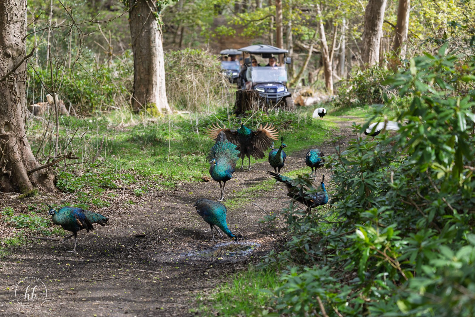 Javan Green Peacocks (Juveniles) / Watatunga / 16-4-25