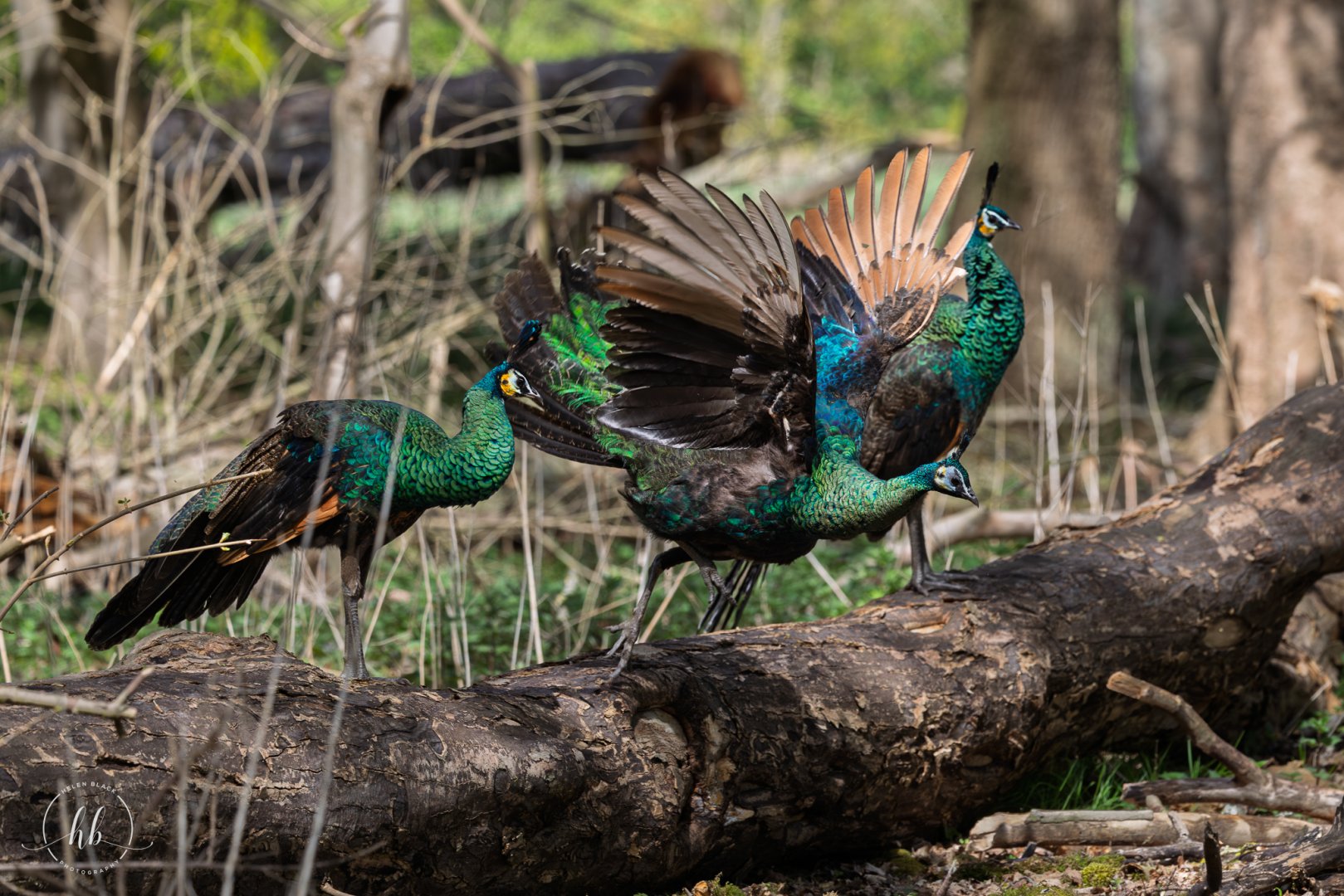 Javan Green Peacocks (Juveniles) / Watatunga / 16-4-25