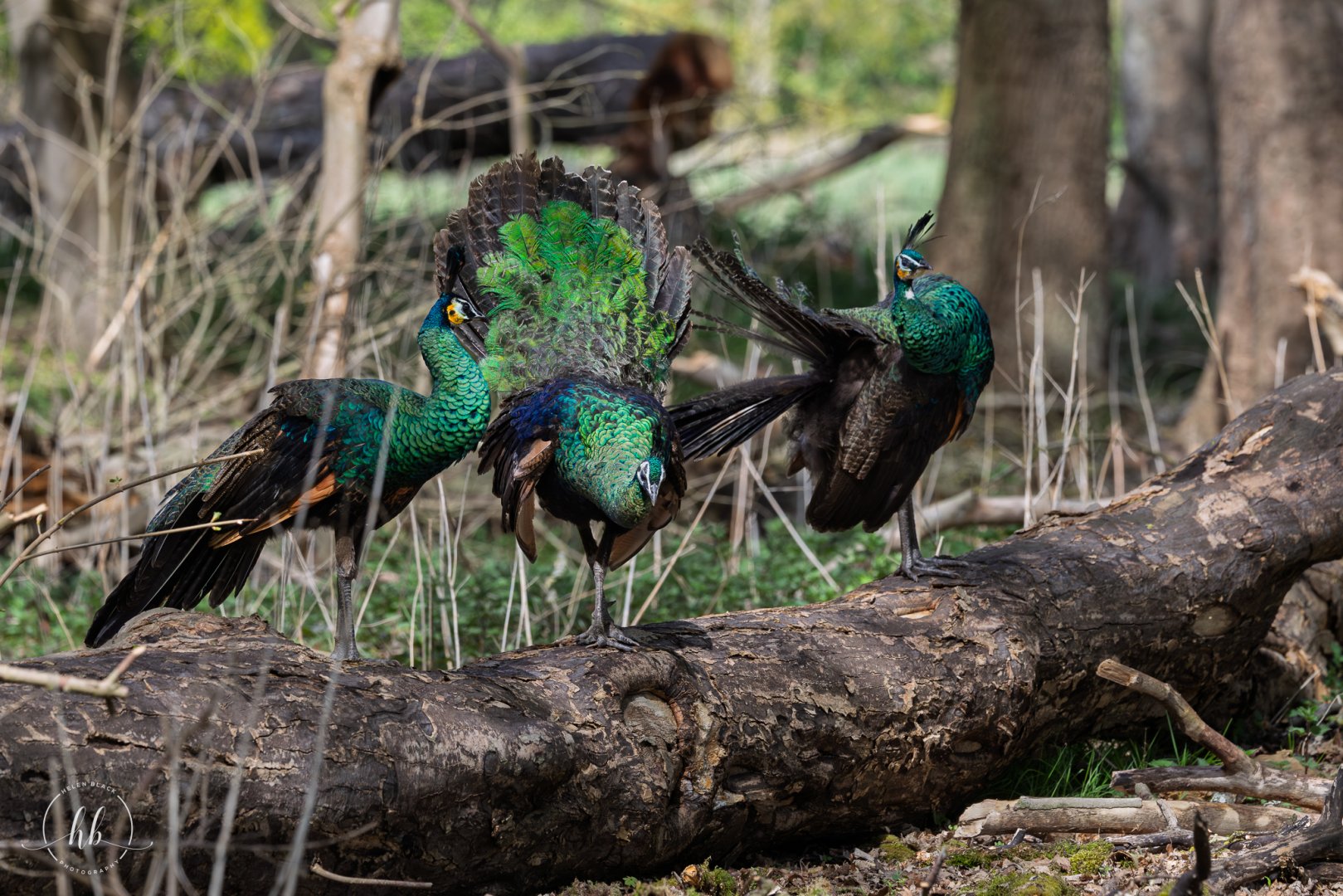 Javan Green Peacocks (juveniles) / Watatunga / 16-4-25