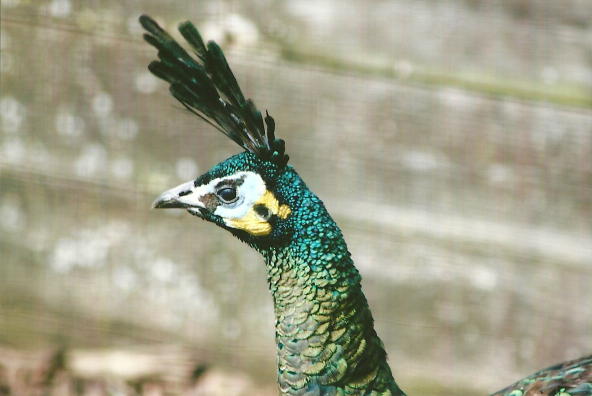 Javan Green Peafowl 11th September 2012