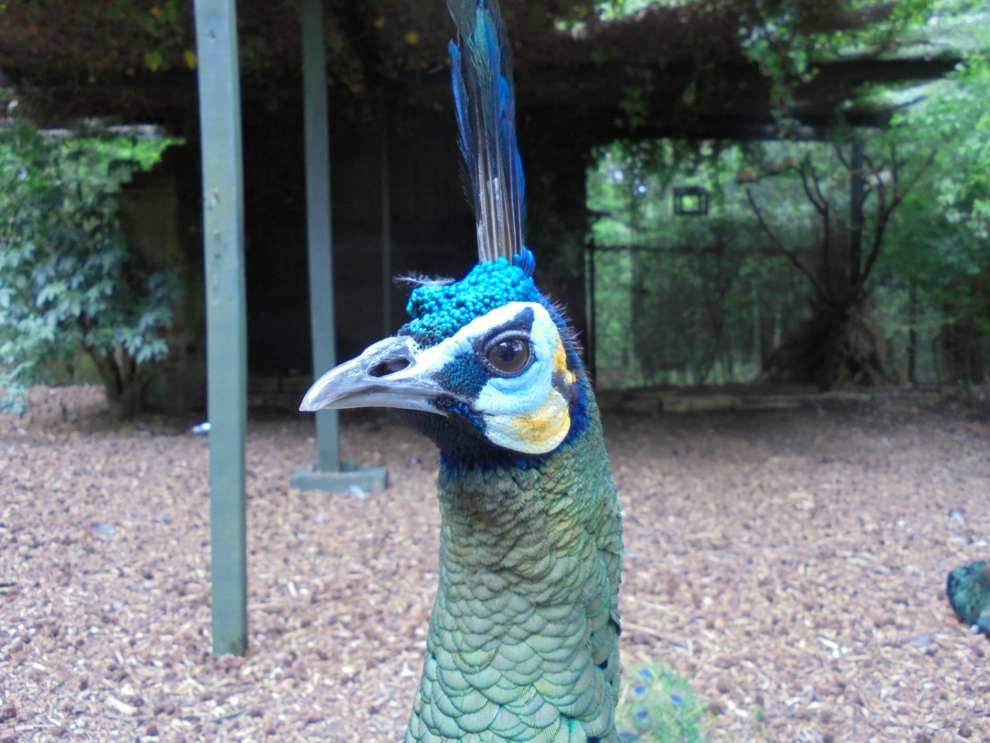 Javan Green Peafowl 2017