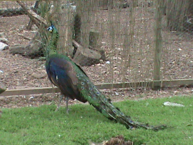 Javan green peafowl 300411