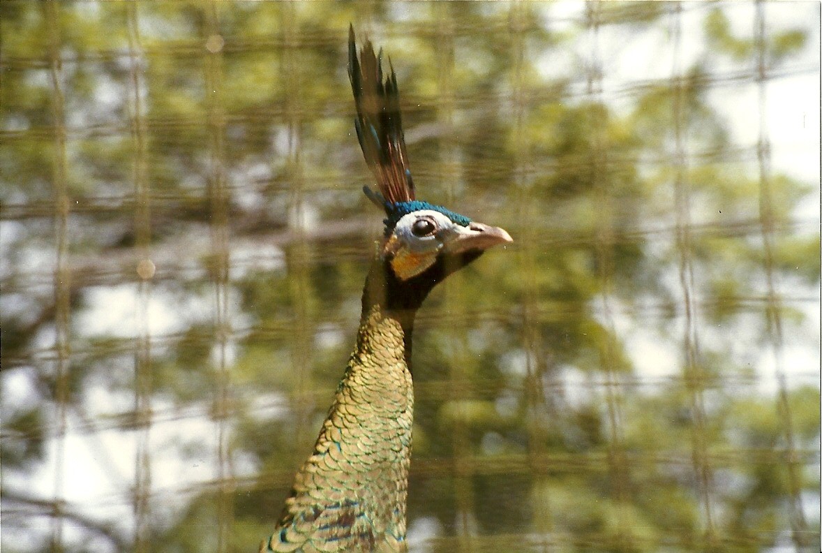 Javan Green Peafowl 8th June 1996