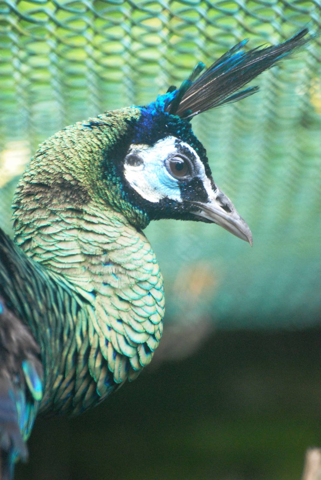 Javan Green Peafowl at Avifauna, 04/06/12