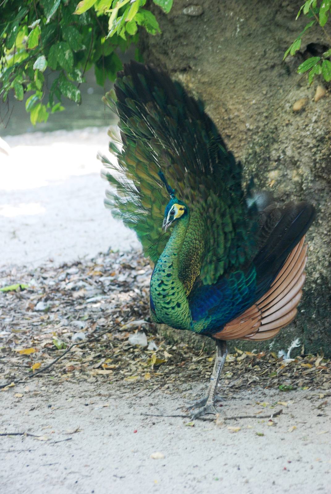 Javan Green Peafowl at Miami, 12/10/13